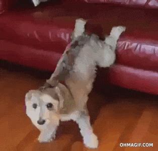 dog hump gif|Dog Humping Leg GIFs .